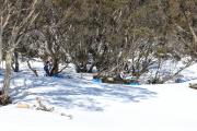 2019 Australian XC Junior Sprint Championship-Falls Creek Image